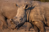 Serondella White Rhino